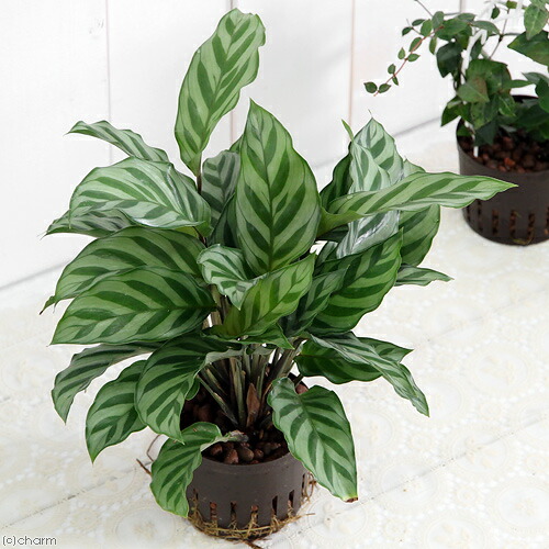 楽天市場】（観葉植物）品種おまかせハイドロカルチャー 6φ