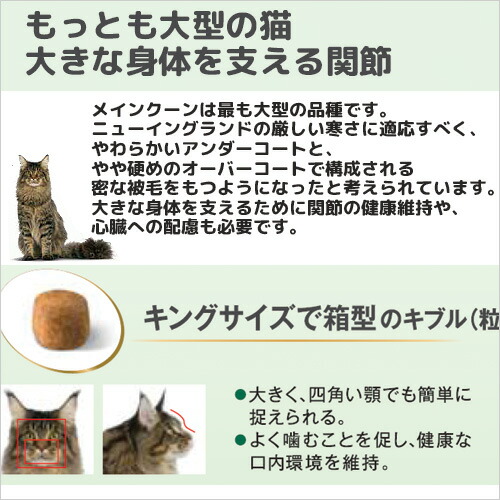 楽天市場 ロイヤルカナン 猫 メインクーン 成猫用 生後１５ヵ月齢から１２歳まで ２ｋｇ ジップ付 キャットフード ドライ 関東当日便 Charm 楽天市場店