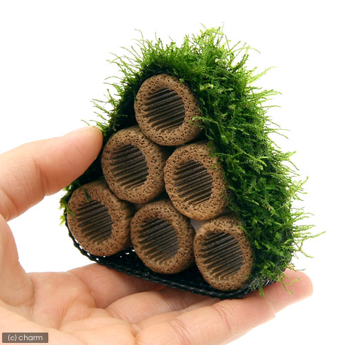 楽天市場 水草 育成済 ライフマルチ 茶 ウィローモスコテージ 中 無農薬 1個 Charm 楽天市場店 楽天市場 水草 育成済 ライフマルチ 茶 ウィローモスコテージ 中 無農薬 1個 Charm 楽天市場店