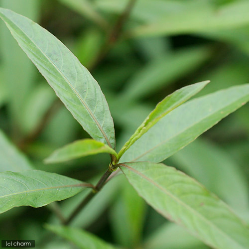 楽天市場 水草 ハイグロフィラｓｐ パクセー ラオス産 水上葉 無農薬 ５本 Charm 楽天市場店