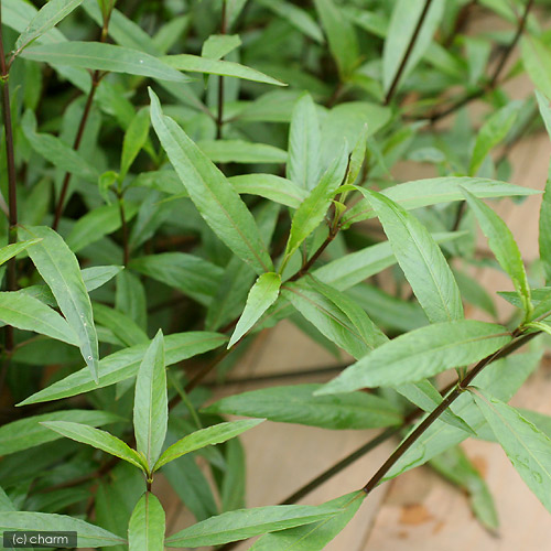 楽天市場 水草 ハイグロフィラｓｐ パクセー ラオス産 水上葉 無農薬 ５本 Charm 楽天市場店