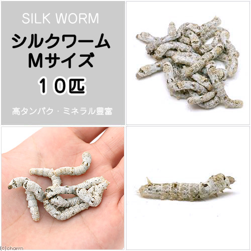 生餌）シルクワーム（カイコ） Ｍサイズ（１０匹） 活餌 北海道航空便要保温 爬虫類・両生類