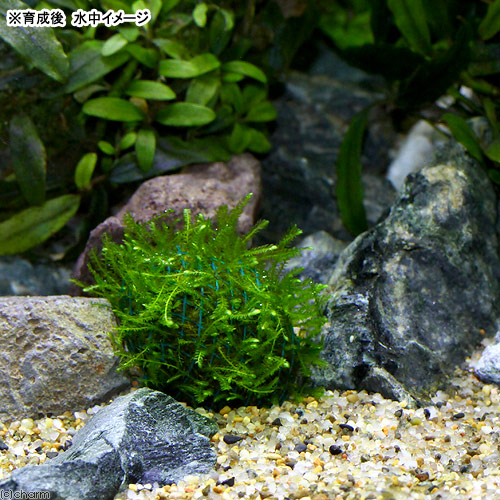 楽天市場 水草 巻きたて ウィローモス ボール 無農薬 ３個 Charm 楽天市場店