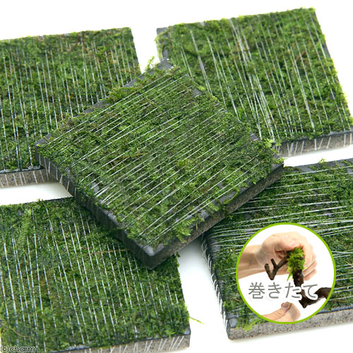 早割クーポン 無農薬 巻きたて ジャイアント南米ウィローモス １個 水草 水中葉 タイル 熱帯魚 アクアリウム