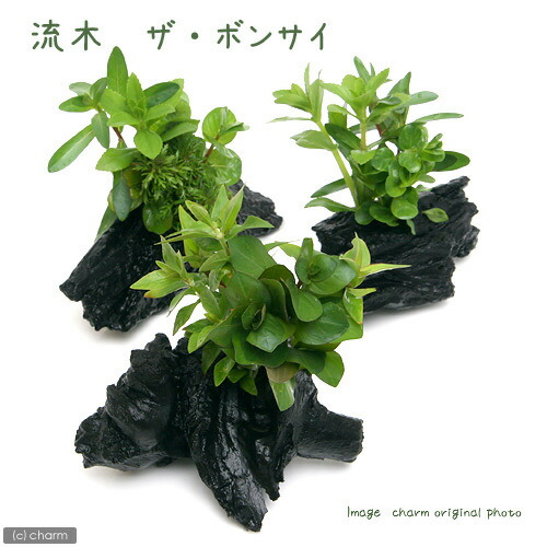 楽天市場】（水草）ミクロソリウム プテロプス付 流木DX（1本