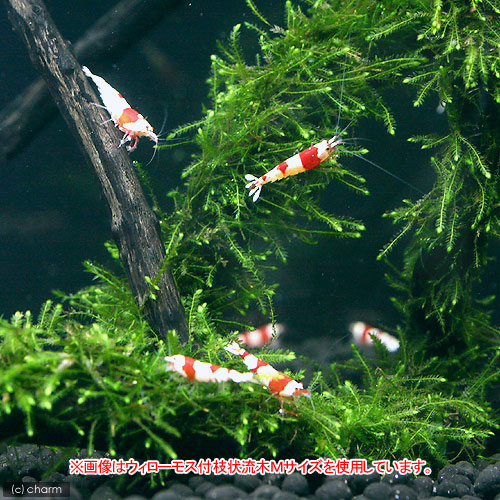 楽天市場 水草 育成済 ウィローモス 枝状流木 ｓサイズ 約１０ｃｍ 無農薬 １本 Charm 楽天市場店