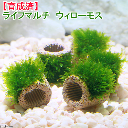 ライフマルチ ウィローモス（無農薬）