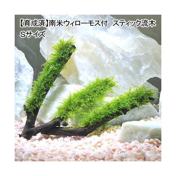 楽天市場 水草 育成済 南米ウィローモス スティック流木 ｓサイズ 約１５ｃｍ 水中葉 無農薬 １本 北海道航空便要保温 Charm 楽天市場店