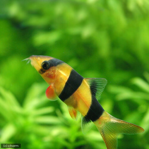 楽天市場 熱帯魚 クラウンローチ １匹 北海道 九州航空便要保温 Charm 楽天市場店