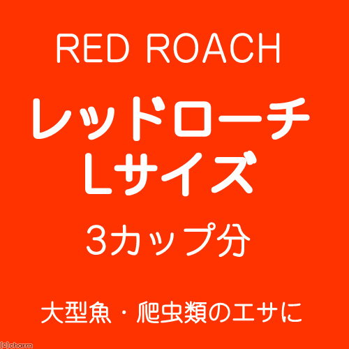 楽天市場 生餌 レッドローチ ｌサイズ ３カップ分 爬虫類 大型魚 餌 エサ Charm 楽天市場店