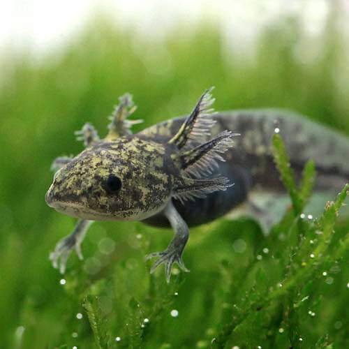 （両生類）ウーパールーパー　ブラック　Lサイズ（１匹）　北海道航空便要保温