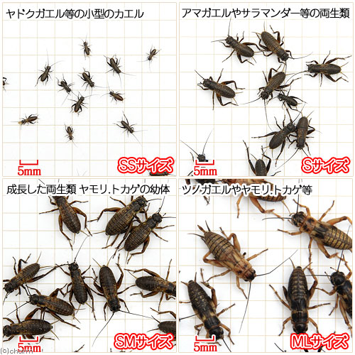 (生餌)フタホシコオロギ S 6.0グラム(約120匹) 爬虫類 両生類 餌 エサ 北海道航空便要保温 (生餌)フタホシコオロギ S 6.0グラム(約120匹) 爬虫類 両生類 餌 エサ 北海道航空便要保温