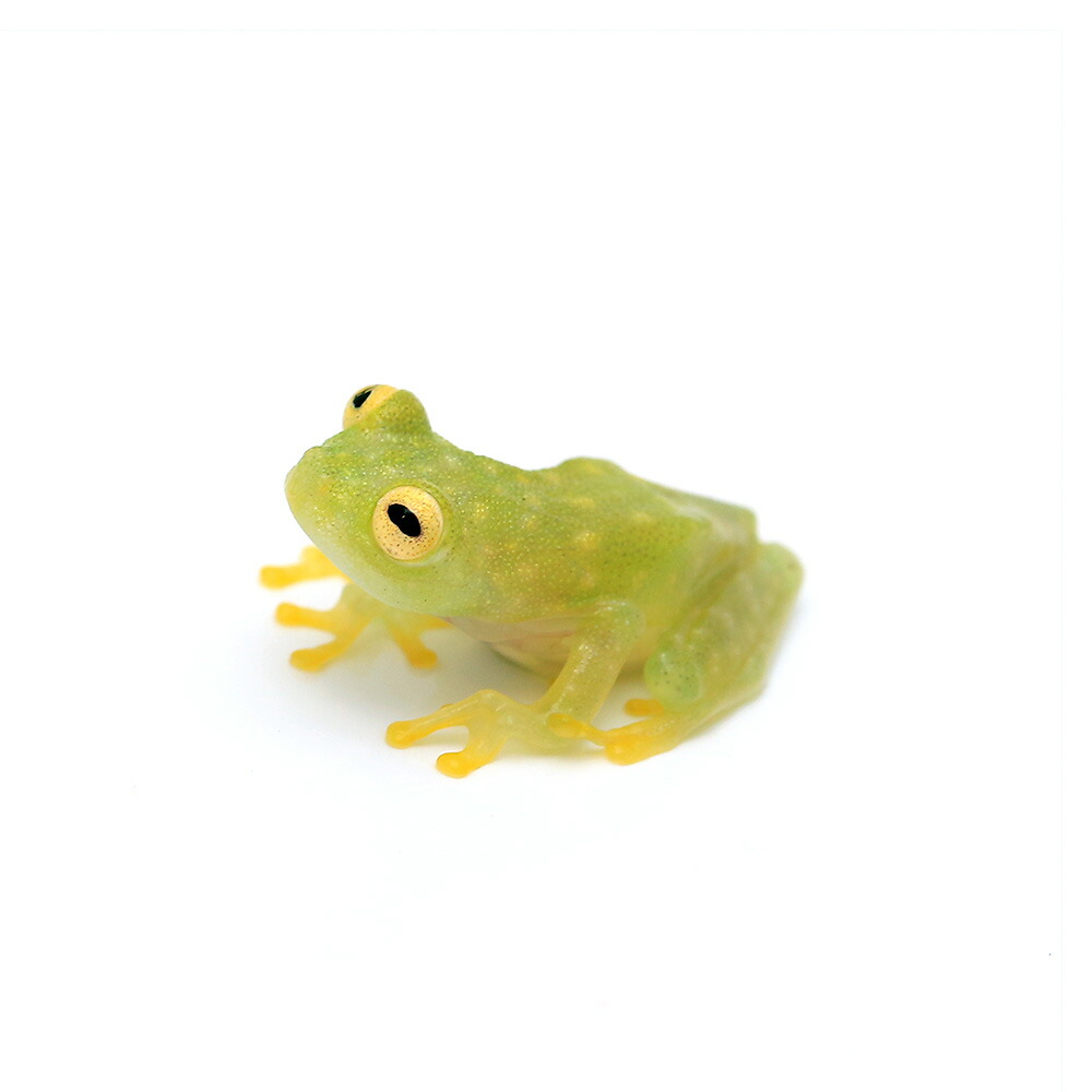 フカミドリカエルページ Sad green toad！切ないミドリヒキガエル。 - YouTube