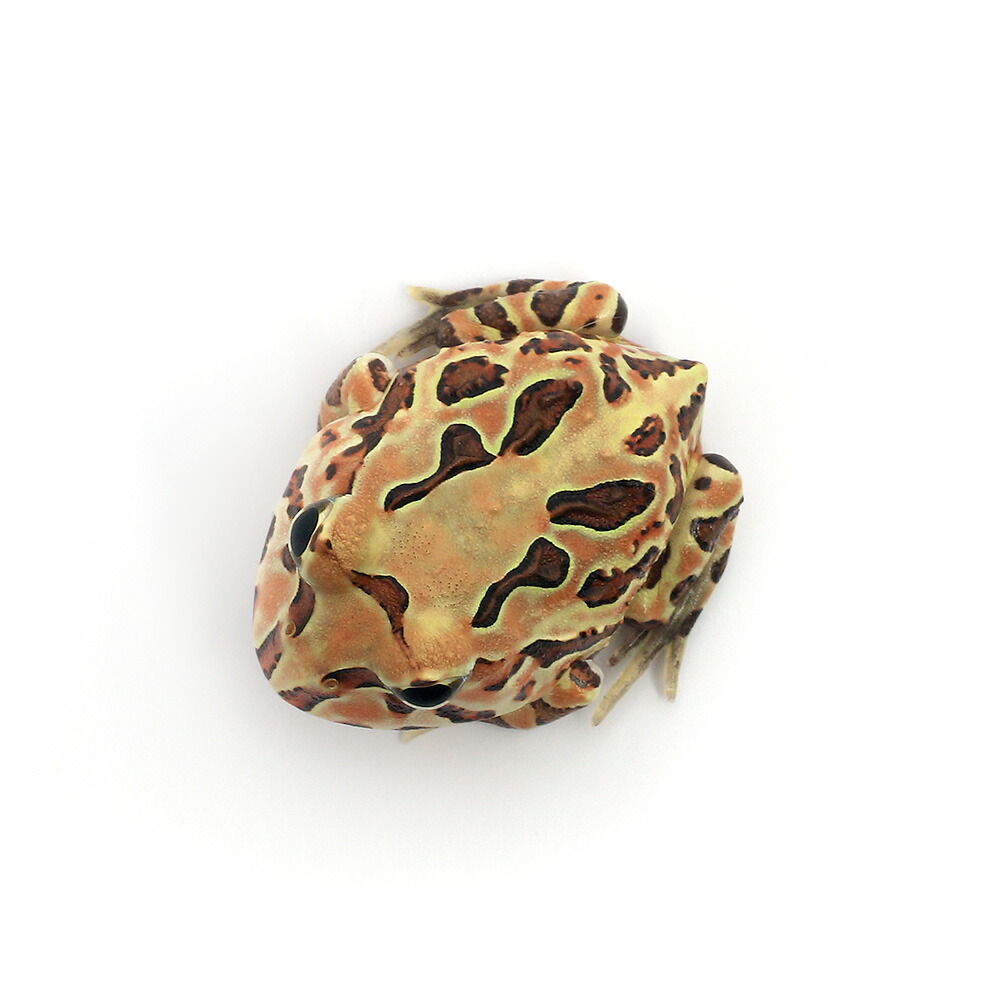 弐4つ脚 クロスツノガエル ブラジル アマゾン 褐色 匹 Daemlu Cl