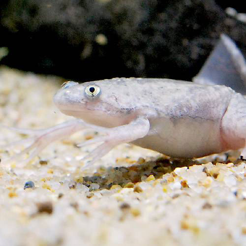 アフリカツメガエルの餌 うなぎの餌 浮餌SSサイズ 20kg 802139-1.jpg