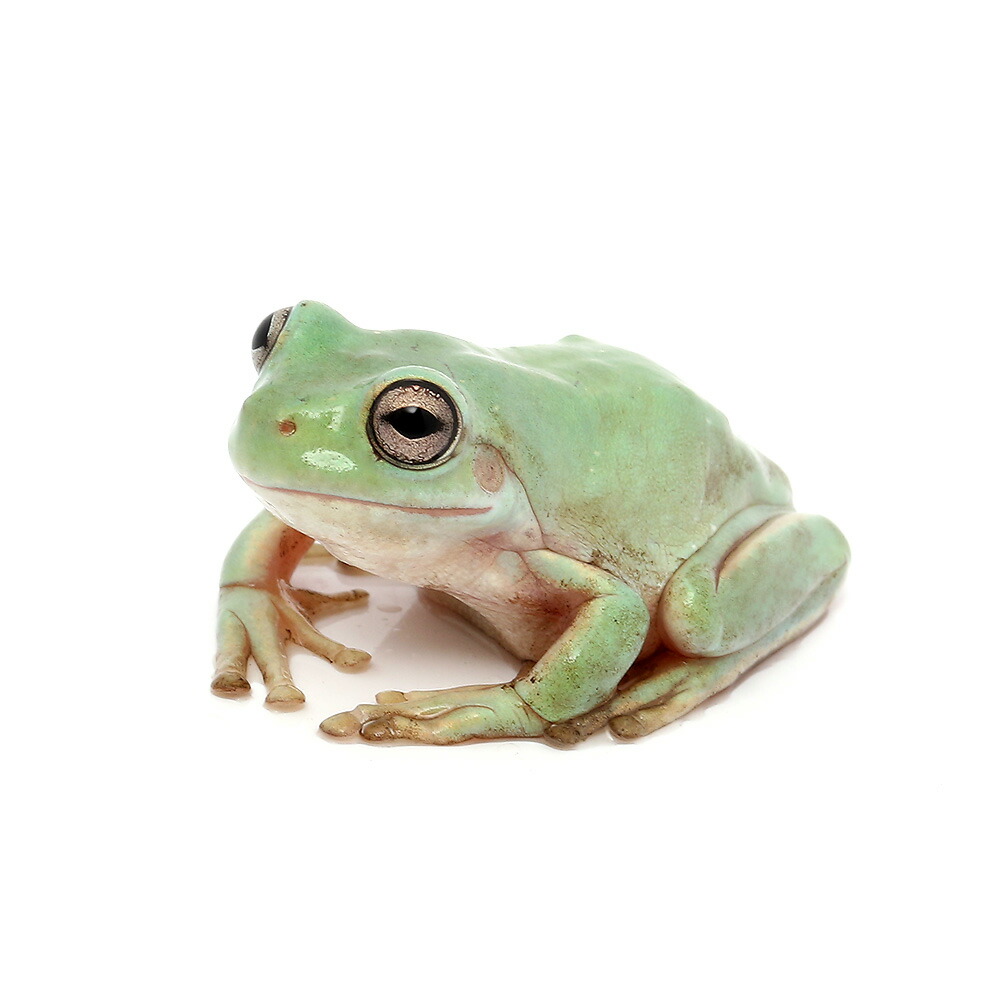 楽天市場 両生類 イエアメガエル ｓサイズ １匹 Charm 楽天市場店