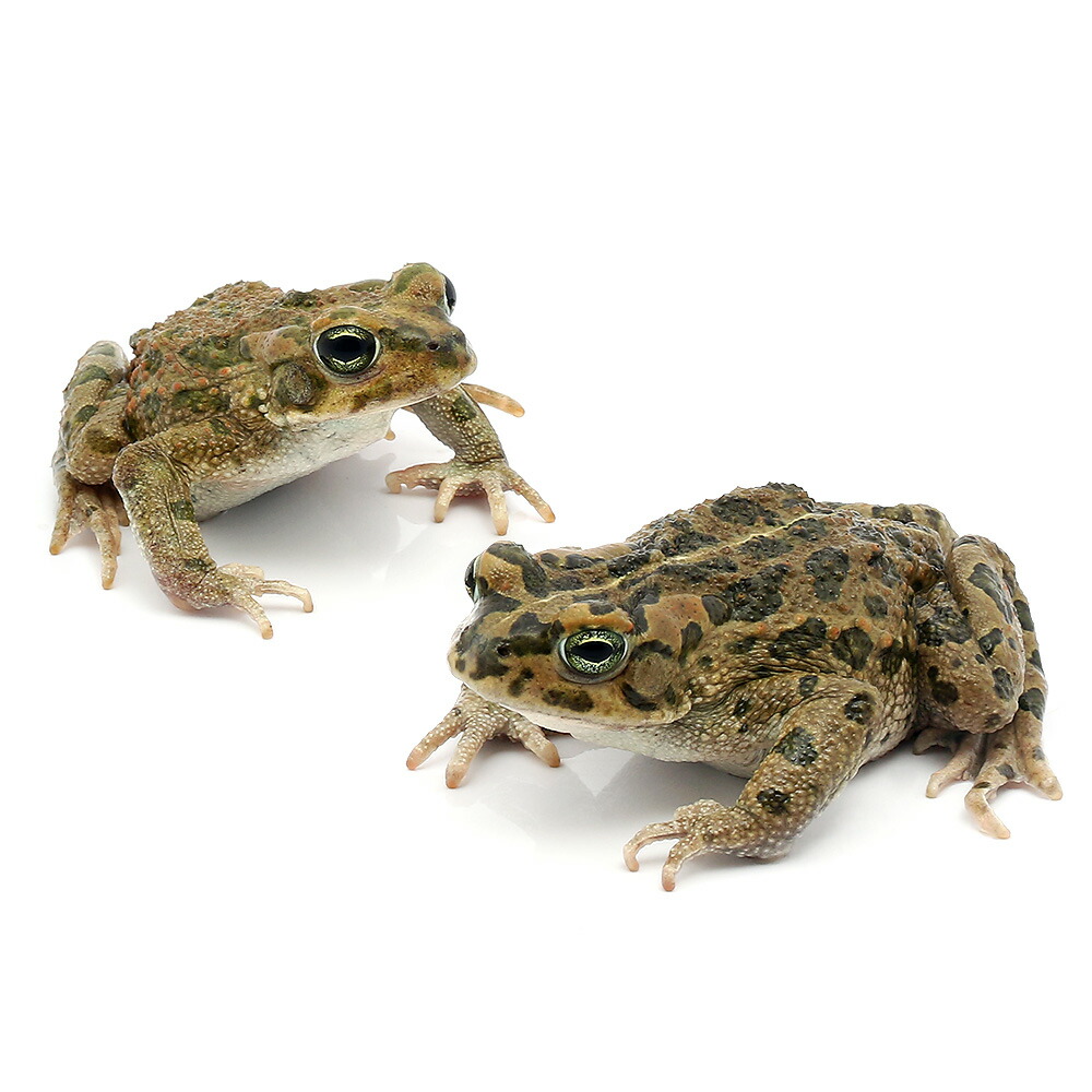 （両生類）エジプトミドリヒキガエル　ＷＣ個体（１匹）　北海道・九州航空便要保温