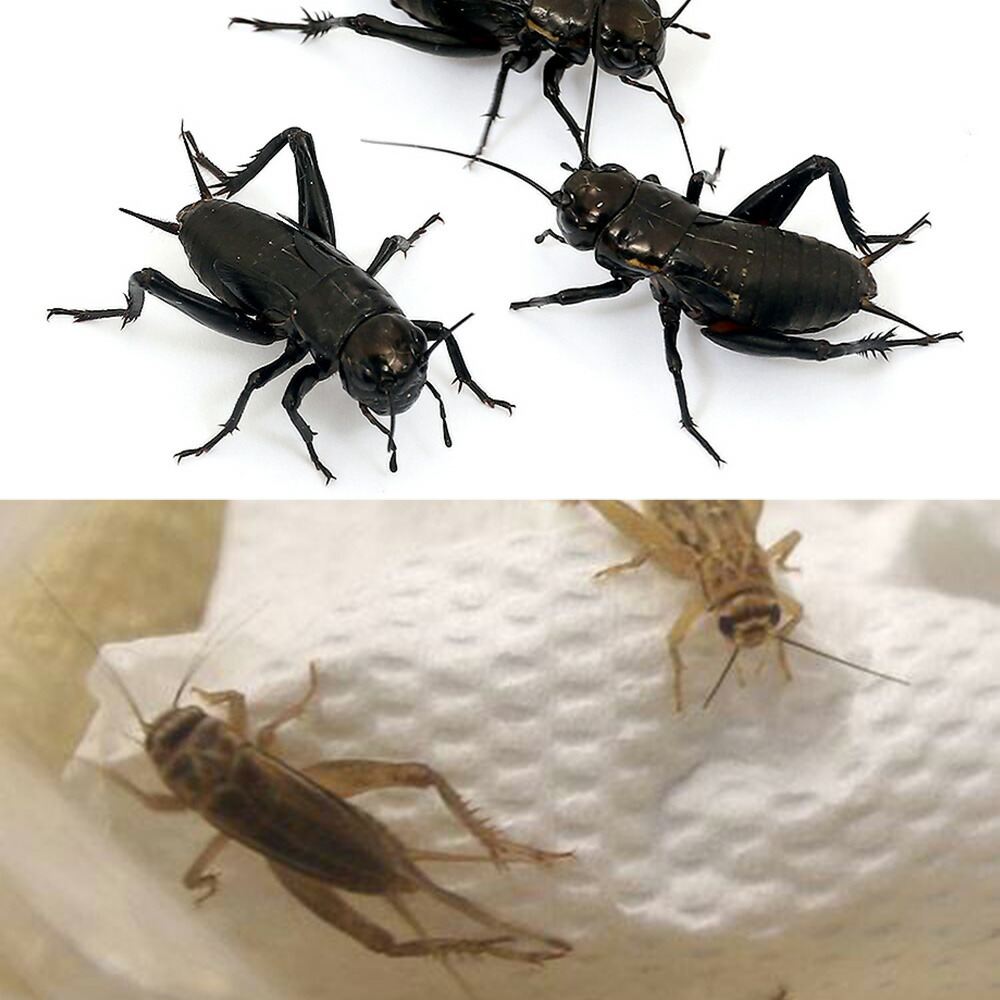 イエコML500gイエコM200gフタホシML1kg イエコML500gイエコM200gフタホシML1kg 81r5jzQXzvL._UF350