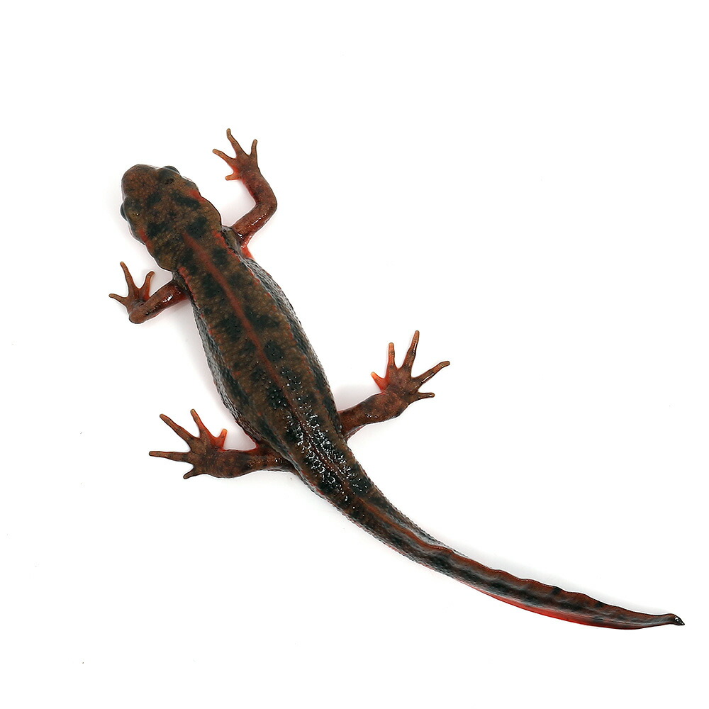 両生類 一点物 アカハライモリ 三重県産 ブラウンスポット １匹 格安saleスタート 66 割引 Gruporegulariza Com Br