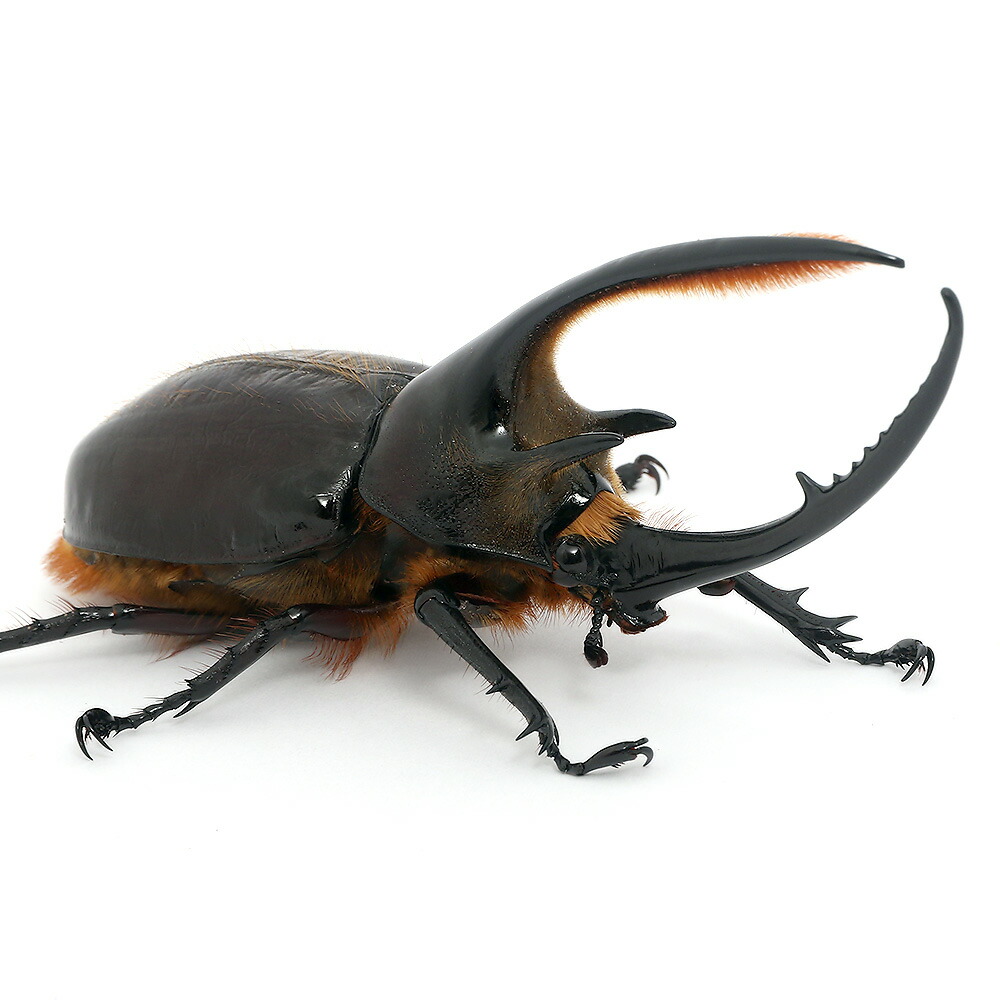 昆虫 メンガタクワガタ カメルーン産 成虫 45 49mm 1ペア T2rbf0dwcu ペット用品 生き物 Ladosur Cl 昆虫 メンガタクワガタ カメルーン産 成虫 45 49mm 1ペア T2rbf0dwcu ペット用品 生き物 Ladosur Cl