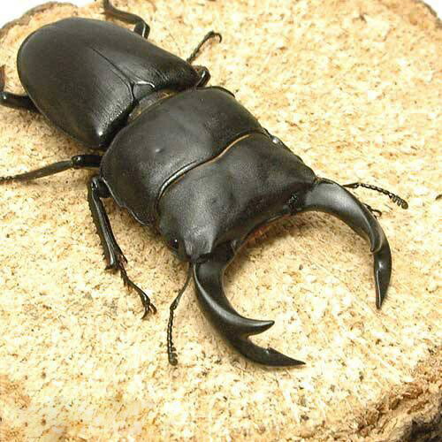 (昆虫)国産オオクワガタ 兵庫県川西市産 成虫 70〜74mm(1ペア) 沖縄別途送料