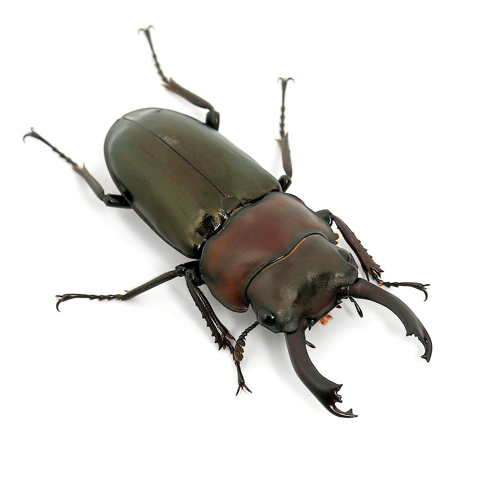 数量限定セール 昆虫 ヒマラヤコクワガタ チベット産 成虫 オス３１ｍｍ メス２３ｍｍ １ペア 沖縄