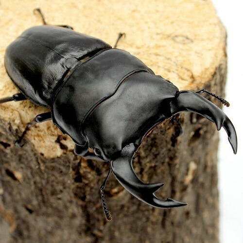 【ギフ_包装】昆虫 国産オオクワガタ　大阪府能勢町産　成虫　ＹＧ血統　オス８３ｍｍ　メス５３．５ｍｍ １ペア 　沖縄別途送料 charm 市場店