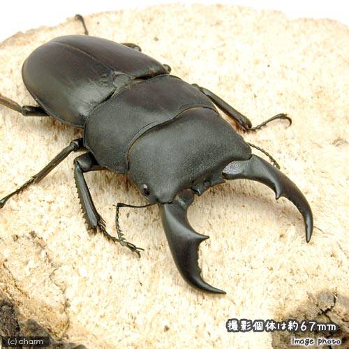 （昆虫）サキシマヒラタクワガタ　沖縄県石垣島産　成虫　６０～６４ｍｍ（１ペア）　北海道・九州航空便要保温