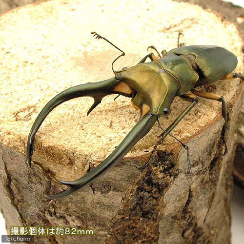 （昆虫）（オス単品）エラフスホソアカクワガタ　スマトラ産　ＷＤ　８０～８４ｍｍ（１匹）｜charm 店
