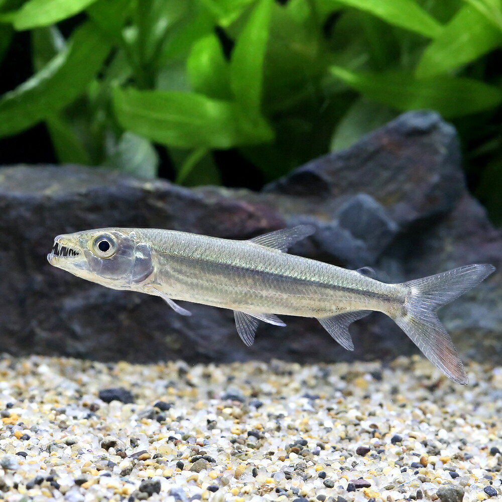 熱帯魚 ゴリアテ タイガーフィッシュ １匹 北海道航空便要保温 観賞魚 沖縄別途送料 Charm 店