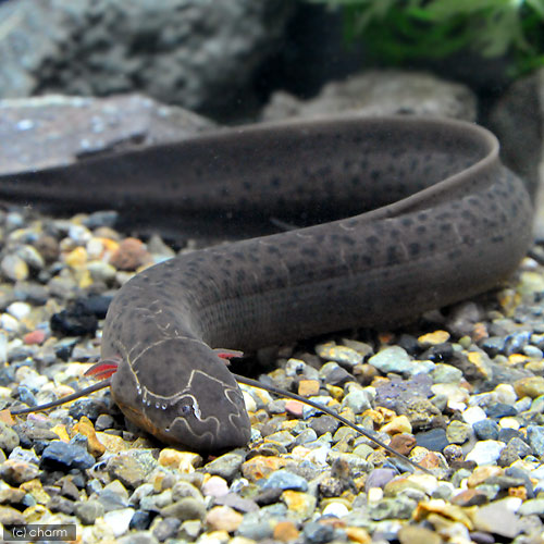 （熱帯魚）プロトプテルス　ドロイ（１匹）　北海道・九州航空便要保温
