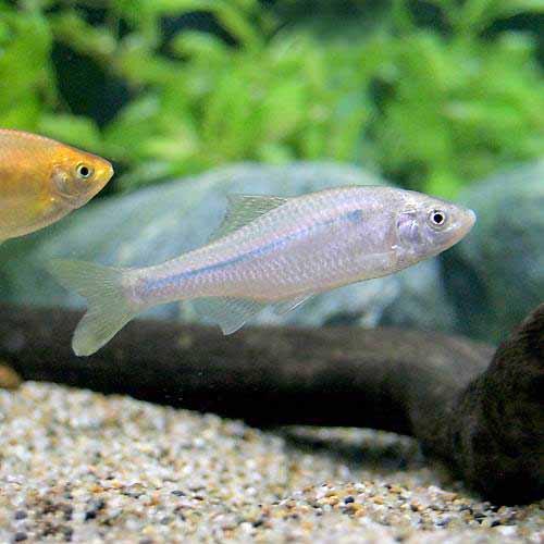 （淡水魚）イチモンジタナゴ（３匹）