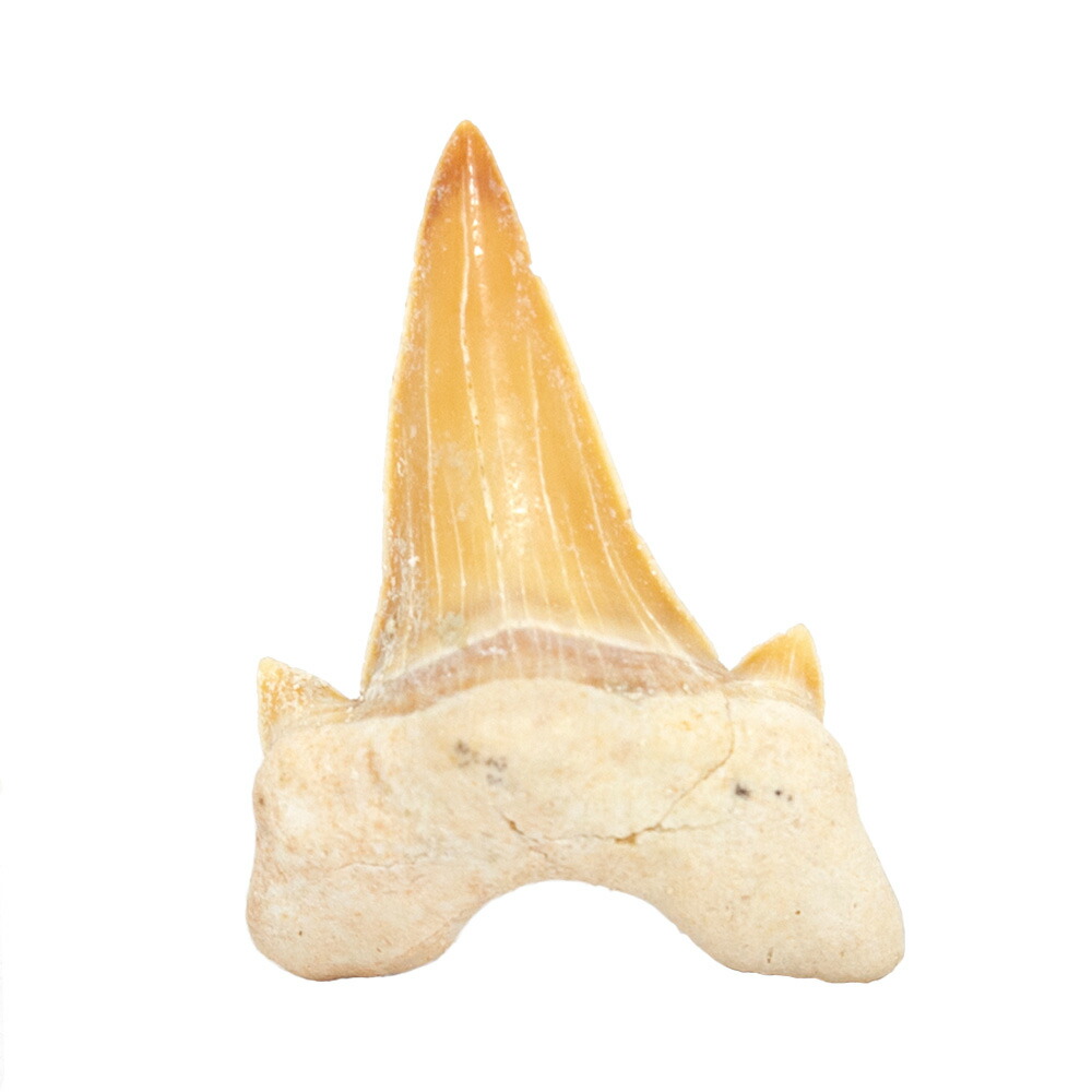 楽天市場】形状お任せ モロッコ産 直角石（オウムガイ） 1個 デボン紀