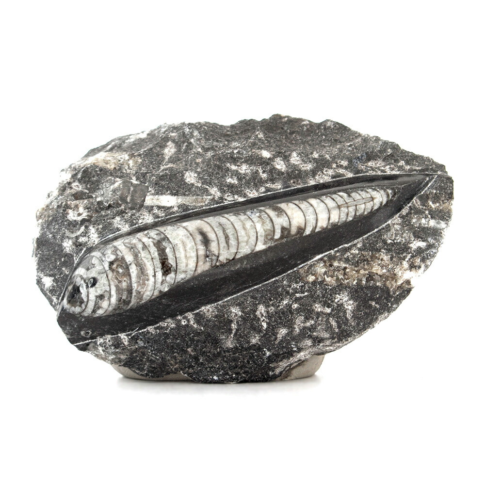 楽天市場】形状お任せ モロッコ産 瑪瑙化 巻貝化石 5個 始新世 貝化石