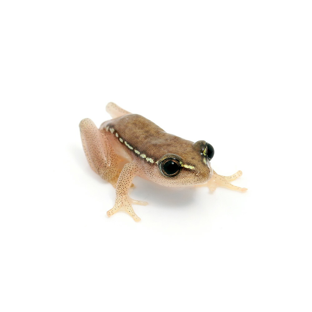 （両生類）シロテンヒシメクサガエル　ＣＢ個体　Ｓサイズ（１匹）｜charm 店