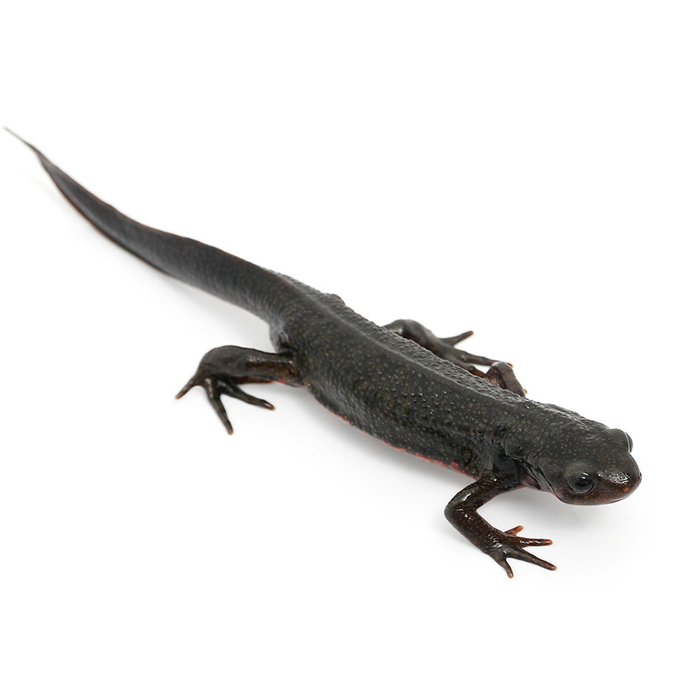 楽天市場】（両生類）オキナワシリケンイモリ Aグレード（1匹