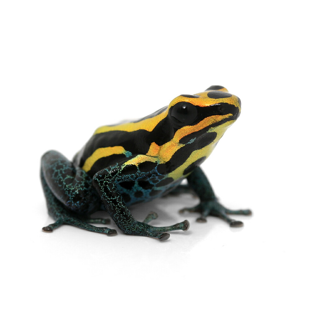 カエルと羊 楽天市場】オブジェ REPTILES MAG ヤドクガエル アマガエル