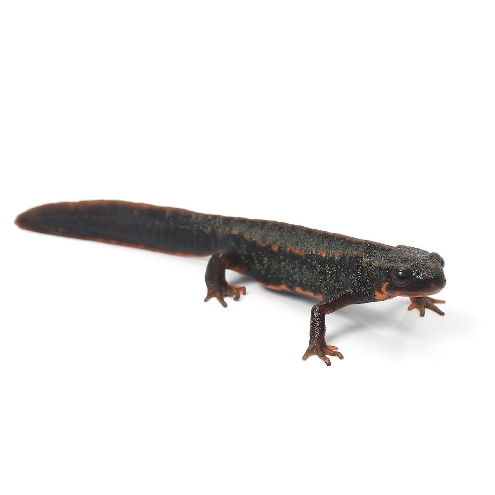 （両生類）一点物　アマミシリケンイモリ　ＷＣ個体　８１０９２６（１匹）　北海道航空便要保温