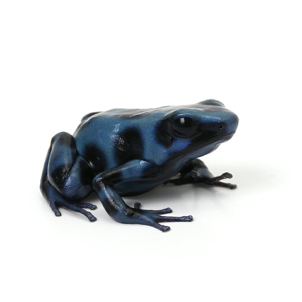 （両生類）マダラヤドクガエル　ブルー“ｂｌｕｅ”（１匹）　北海道・九州航空便要保温