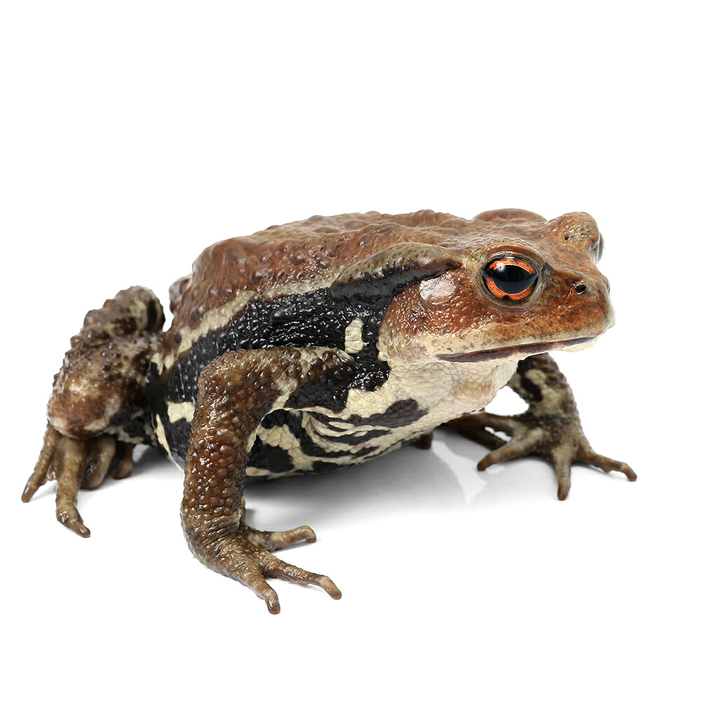（両生類）一点物　アズマヒキガエル　ＷＣ個体　Ｌサイズ　８１１０６７（１匹）　北海道発送禁止