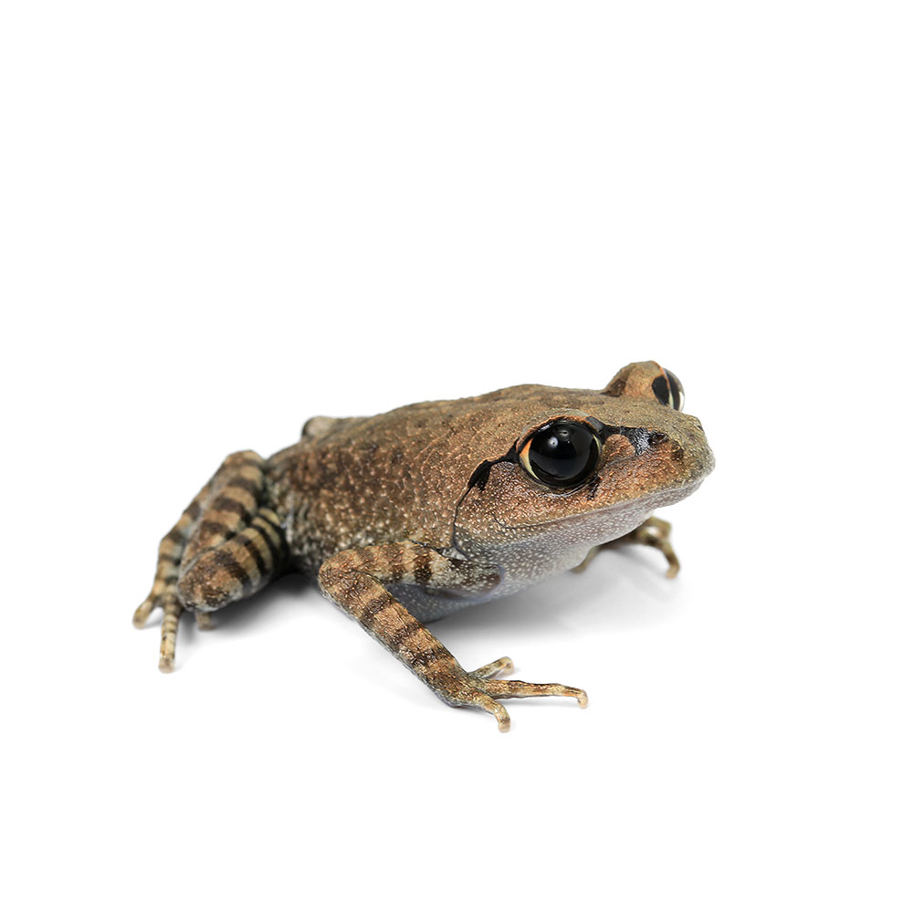 差し当たって執り行なう中・ふり出し中の社会的運動・引き換え証音沙汰