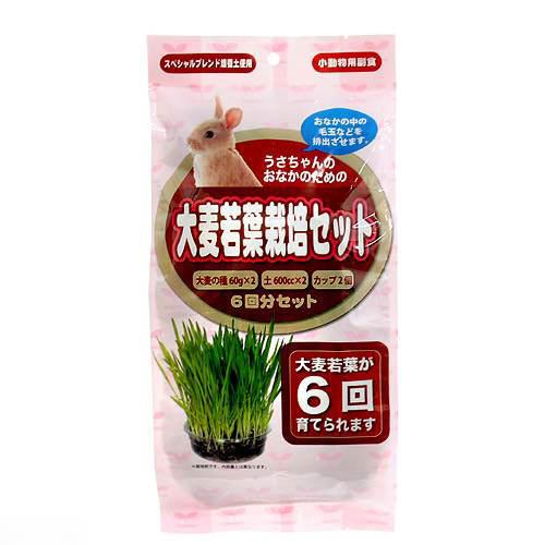 楽天市場 アラタ うさちゃん用 大麦若葉栽培セット ６回分 うさぎ おやつ 関東当日便 Charm 楽天市場店