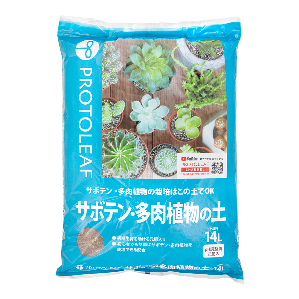 サボテン様　ご予約品 柱サボテン 鬼面角
