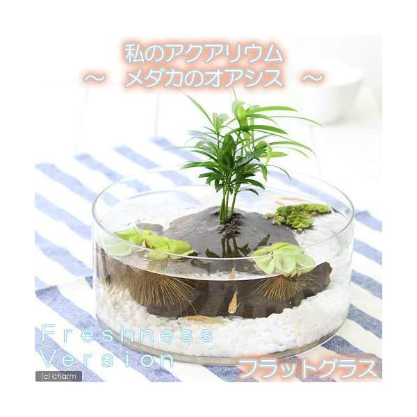 楽天市場 めだか 水草 私のアクアリウム メダカのオアシス フレッシュネスバージョン おまかせメダカ フラットグラス 説明書付 飼育セット 本州四国限定 Charm 楽天市場店