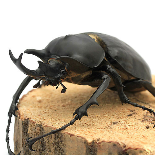 楽天市場】（昆虫）レックスゾウカブトムシ ペルー イキトス産 幼虫