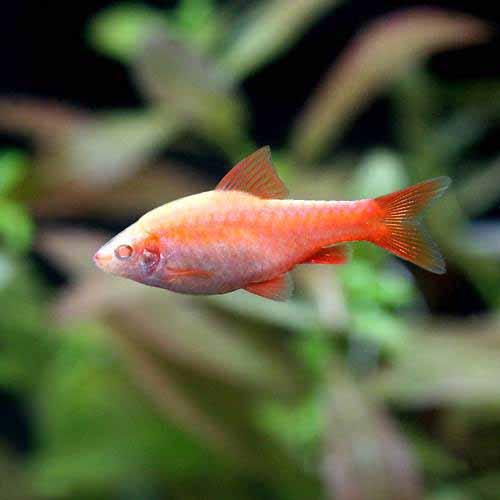 楽天市場 熱帯魚 チェリー バルブ ４匹 北海道航空便要保温 Charm 楽天市場店