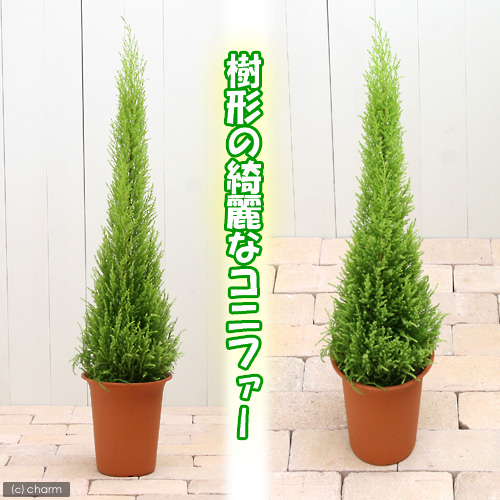 観葉植物 ゴールドクレスト ウィルマ 号 鉢 Educaps Com Br