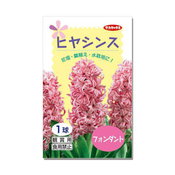 楽天市場 観葉植物 ヒヤシンス球根 水栽培向き 桃色 フォンダント ３球 北海道冬季発送不可 Charm 楽天市場店