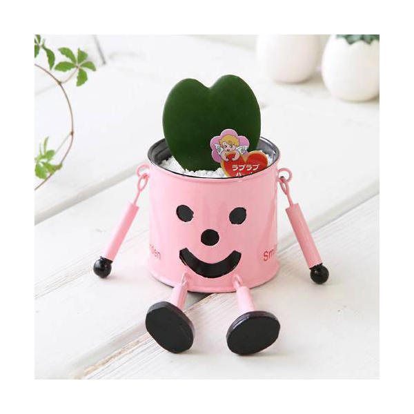 観葉植物 ブリキマンとホヤ ラブラブハートの ピンク 説明書付 沖縄不可 Maisons Coudrelle Fr