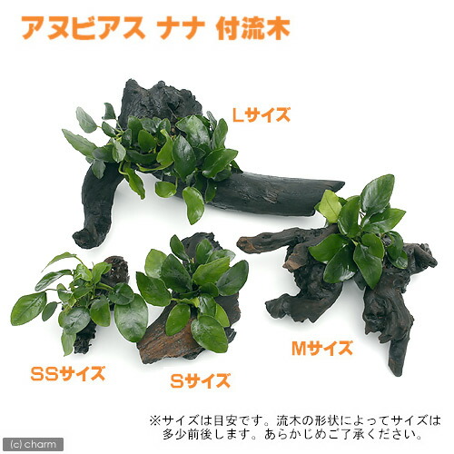 楽天市場 水草 アヌビアスナナ 流木付 ｓサイズ １本 約１５ｃｍ Charm 楽天市場店